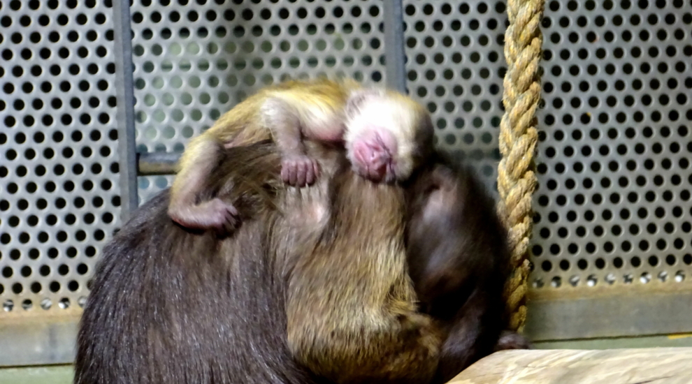 Brauner Kapuzineraffe - Zoo Berlin - Aktuelles - Freunde Hauptstadtzoos - Förderverein