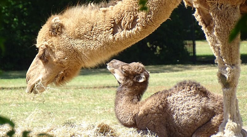 alt-"Dromedar-Jungtier - Aktuelles Tierpark Berlin und Zoo Berlin - Freunde Hauptstadtzoos - Förderverein"