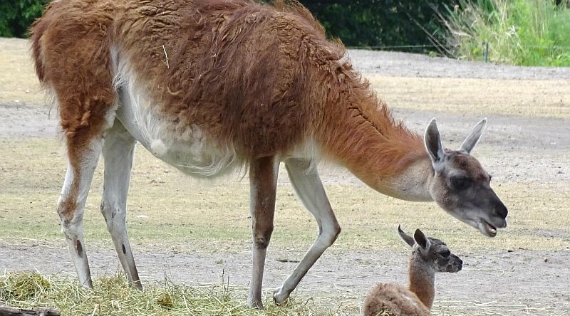 Doppelter Nachwuchs bei den Guanakos im Tierpark Berlin geboren - Freunde Hauptstadtzoos - Tierpark Berlin helfen