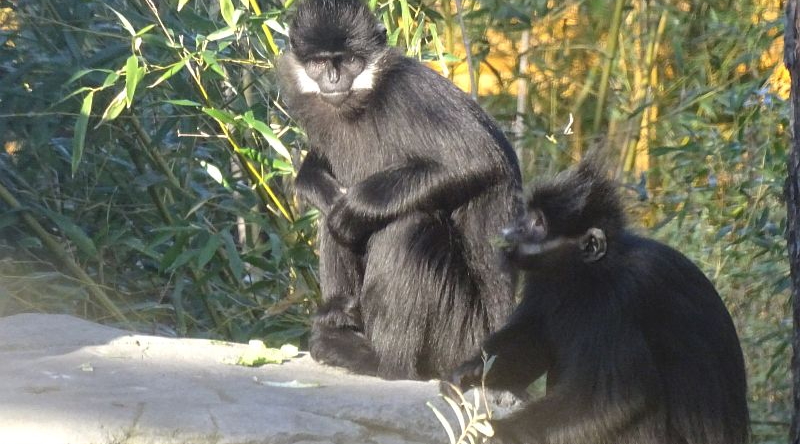 Francois-Langur - Aktuelles Tierpark Berlin und Zoo Berlin - Freunde Hauptstadtzoos - Förderverein