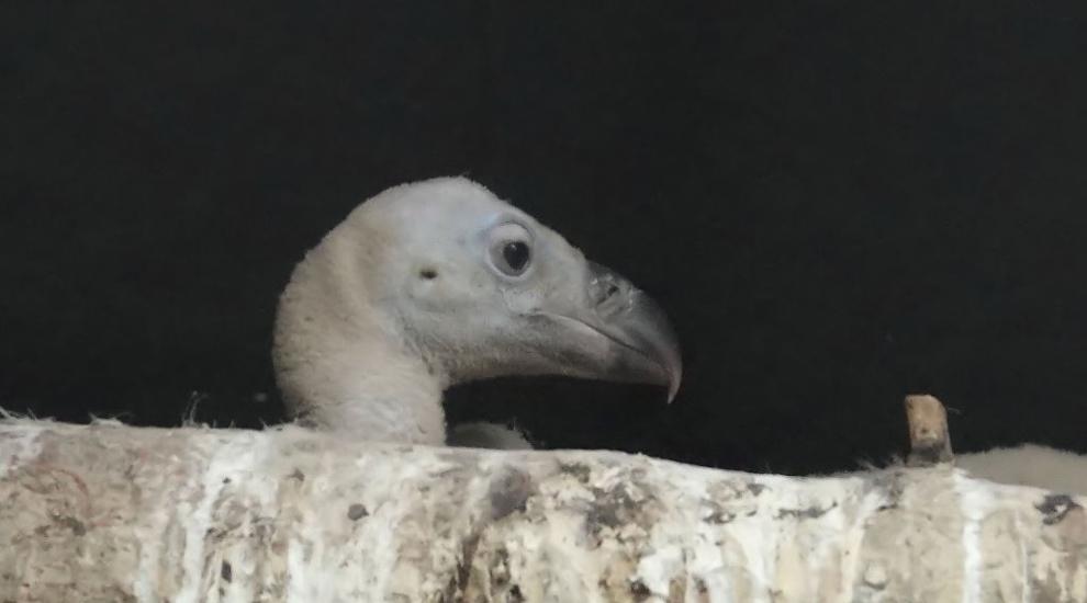 Nachwuchs bei den Gänsegeier im Zoo Berlin - Freunde Hauptstadtzoos - Aktuelles