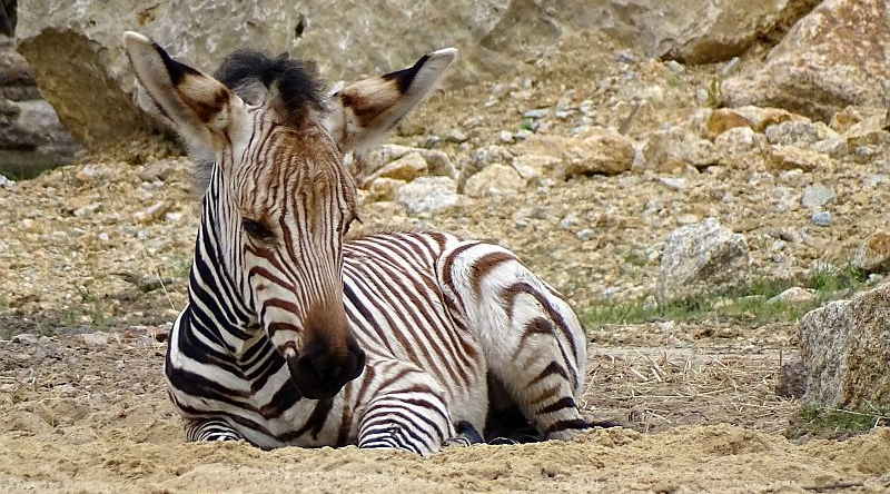 Hartmann-Bergzebra - Aktuelles Tierpark Berlin und Zoo Berlin - Freunde Hauptstadtzoos - Förderverein