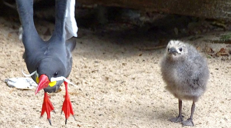 Inkaseeschwalbe mit Küken im Zoo Berlin