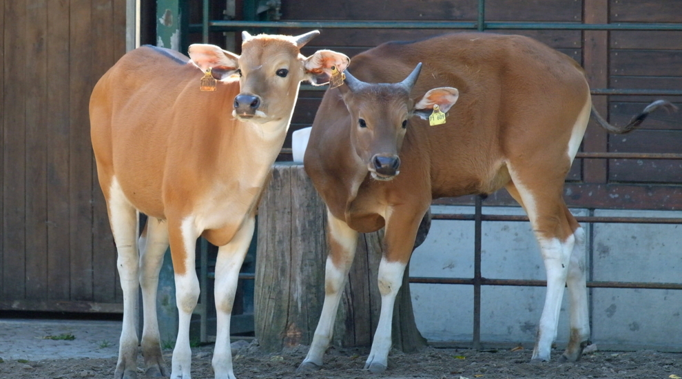 Zwei Java-Bantengs im Tierpark Berlin.
