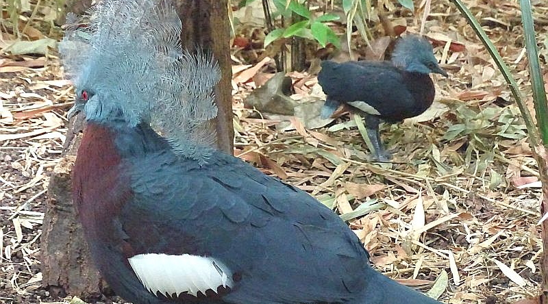 alt-"Krontaube - Aktuelles Tierpark Berlin und Zoo Berlin - Freunde Hauptstadtzoos - Förderverein"