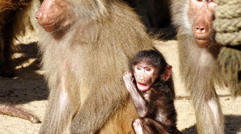 Zweifacher Nachwuchs bei den Mantelpavianen im Zoo Berlin - Aktuelles aus Zoo Berlin und Tierpark Berlin - Freunde Hauptstadtzoos - Helfen