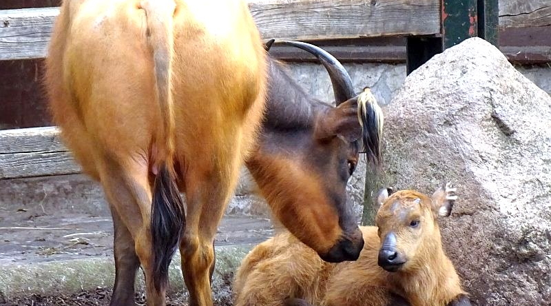 Rotbüffel - Rocky - Jungtier -  Aktuelles Tierpark Berlin und Zoo Berlin - Freunde Hauptstadtzoos - Förderverein