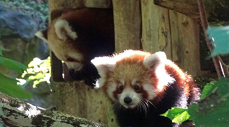 Zwei junge Rote Pandas im Tierpark Berlin.