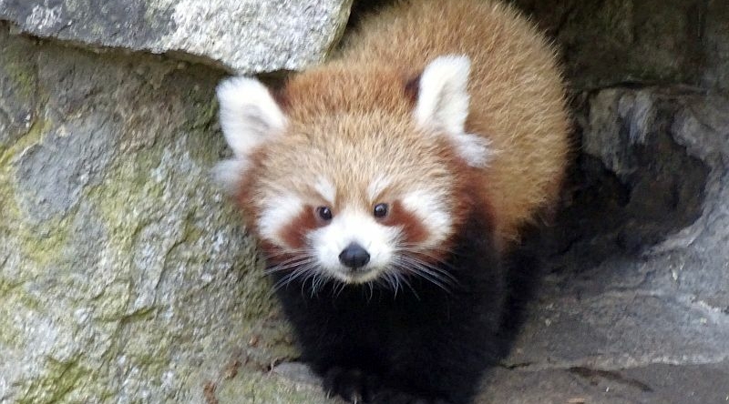 Roter Panda - Kleiner Panda - Katzenbär - Feuerfuchs- Tierpark Berlin - Aktuelles - Freunde Hauptstadtzoos - Förderverein