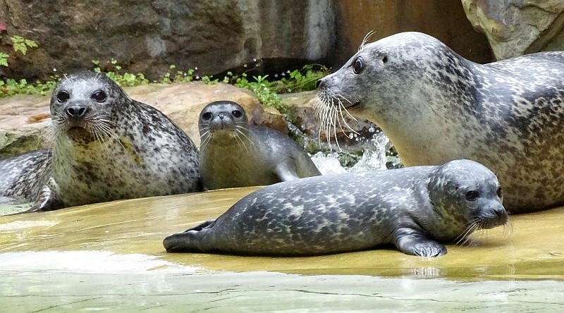 Zweifacher Nachwuchs bei den Seehunden im Zoo Berlin - Freunde Hauptstadtzoos - Helfen