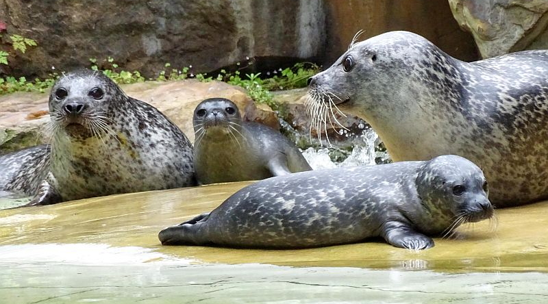 Zweifacher Nachwuchs bei den Seehunden im Zoo Berlin - Freunde Hauptstadtzoos - Helfen