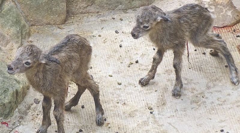 Sibirischer Steinbock - Jungtier - Aktuelles Tierpark Berlin und Zoo Berlin - Freunde Hauptstadtzoos - Förderverein