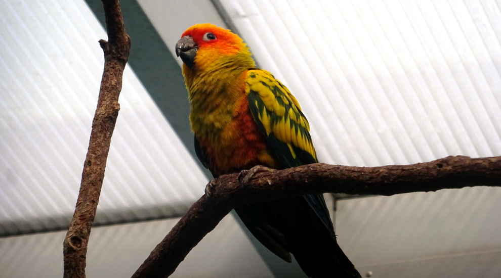 alt-"Sonnensittich -  Aktuelles Tierpark Berlin und Zoo Berlin - Freunde Hauptstadtzoos - Förderverein"