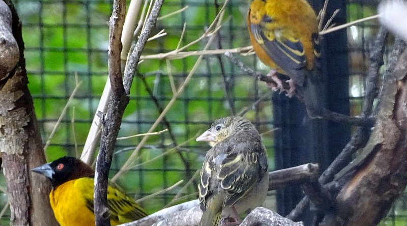 alt-"Textorweber - Dorfweber - Aktuelles Tierpark Berlin und Zoo Berlin - Freunde Hauptstadtzoos - Förderverein"