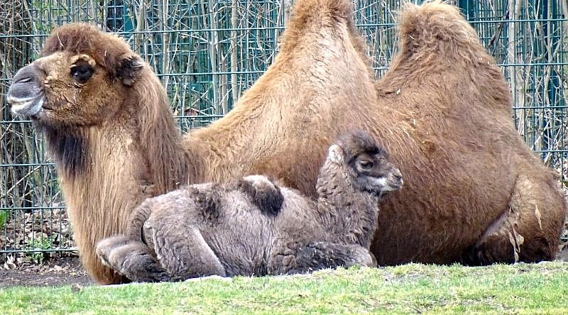 Trampeltier - Aktuelles Tierpark Berlin und Zoo Berlin - Freunde Hauptstadtzoos - Förderverein