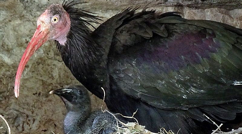 Waldrapp - Aktuelles aus Tierpark Berlin und Zoo Berlin - Freunde Hauptstadtzoos - Förderverein