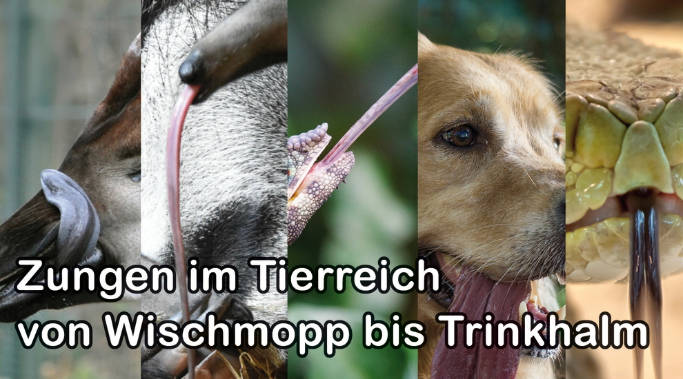 Zungen - Tierreich - Tierwissen - Tiere - Tierlexikon - Freunde Hauptstadtzoos