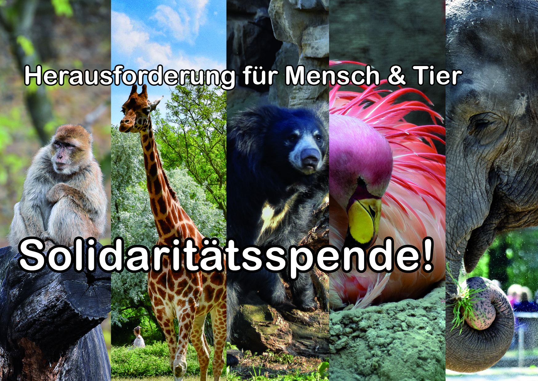 Spenden für Tierpark Berlin und Zoo Berlin - Helfen - Freunde Hauptstadtzoos