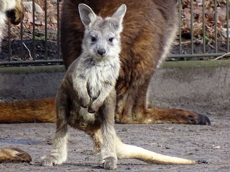alt-"Östliches Bergkänguru - Aktuelles Tierpark Berlin und Zoo Berlin - Freunde Hauptstadtzoos - Förderverein"