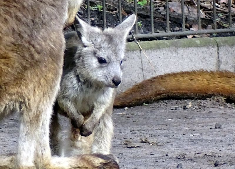 alt-"Östliches Bergkänguru - Aktuelles Tierpark Berlin und Zoo Berlin - Freunde Hauptstadtzoos - Förderverein"