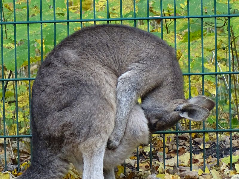 alt-"Tasmanisches Graues Riesenkänguru - Tierpark Berlin und Zoo Berlin"