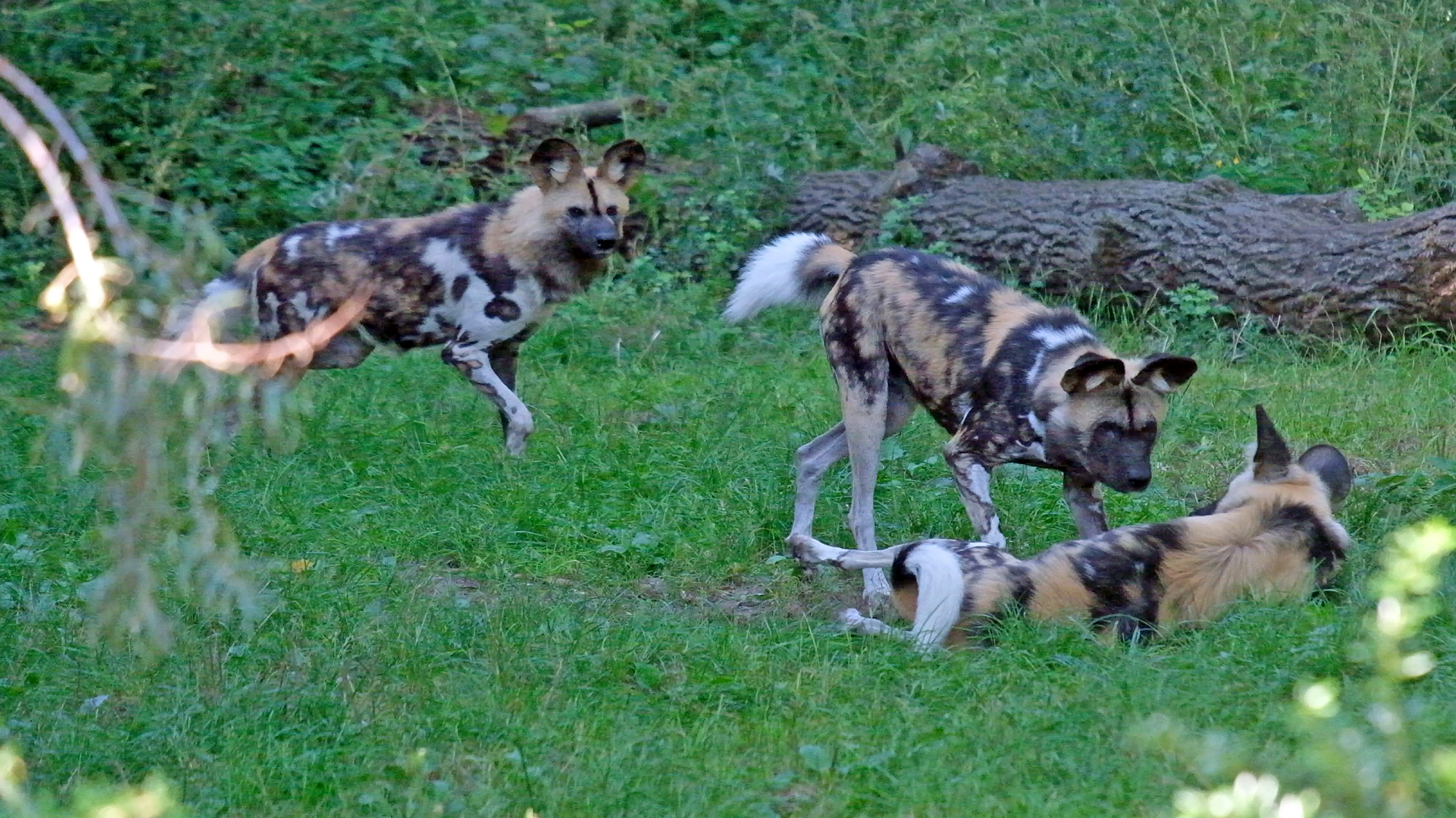 Afrikanische Wildhunde im Tierpark Berlin.