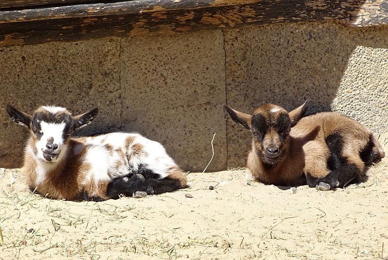 Zwei liegende Jungtiere bei den Afrikanischen Zwergziegen im Zoo Berlin