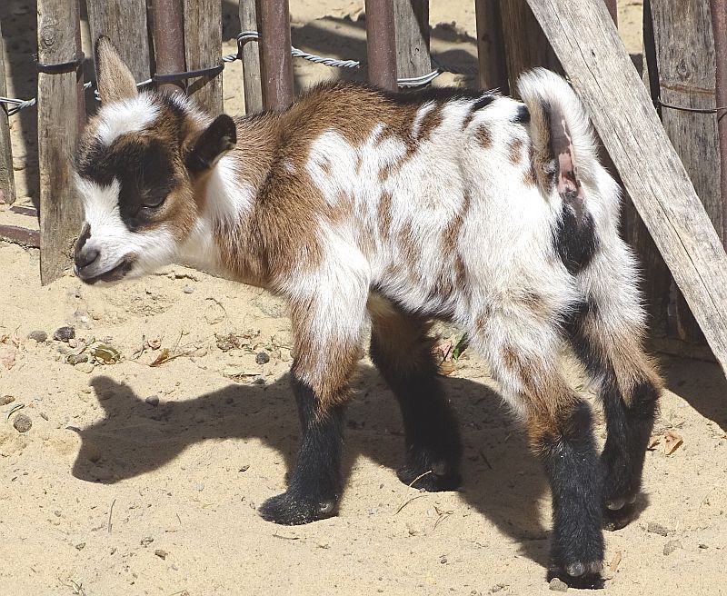 Jungtier bei den Afrikanischen Zwergziegen im Zoo Berlin
