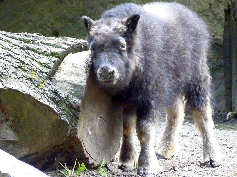Alaska-Moschusochse im Tierpark Berlin geboren - Aktuelles - Freunde Hauptstadtzoos - Helfen