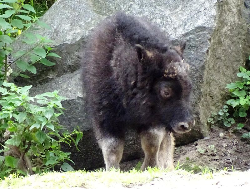 Alaska-Moschusochse im Tierpark Berlin geboren - Aktuelles - Freunde Hauptstadtzoos - Helfen