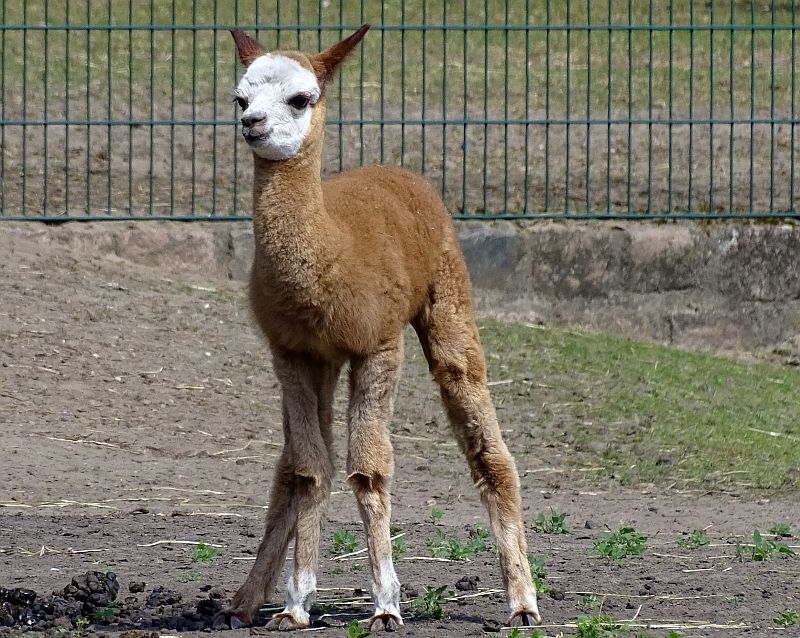 Alpaka-Jungtier im Tierpark Berlin