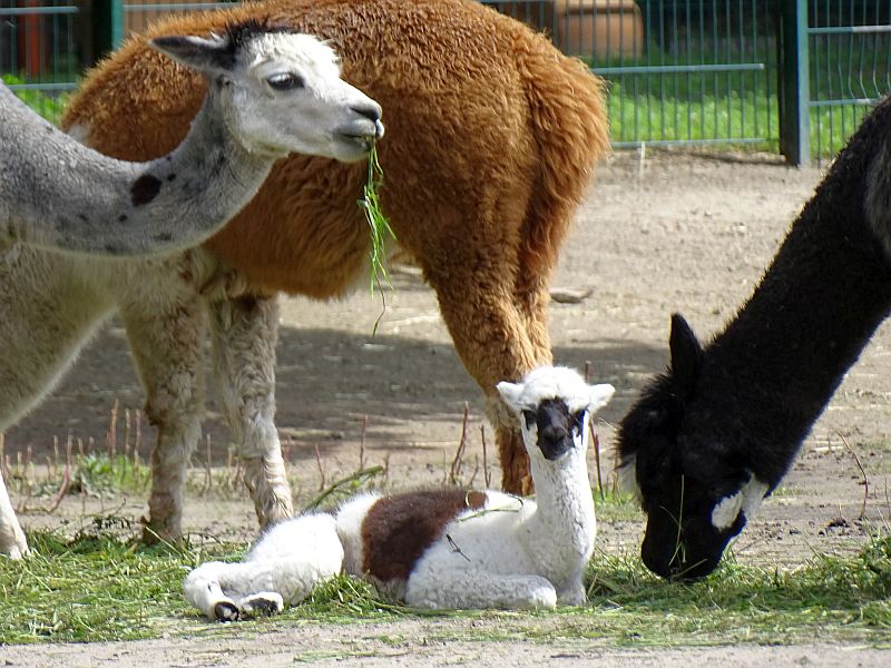 Alpaka - Jungtier - Tierpark Berlin - Aktuelles Tierpark Berlin und Zoo Berlin - Freunde Hauptstadtzoos