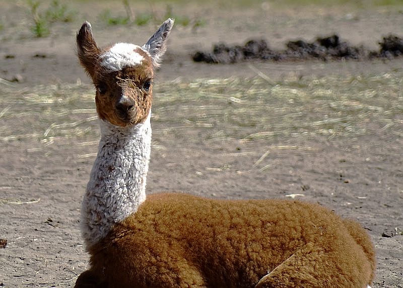 Alpaka-Jungtier im Tierpark Berlin