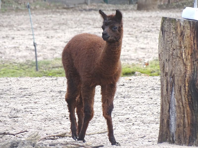 alt-"Alpaka-Jungtier im Tierpark Berlin"