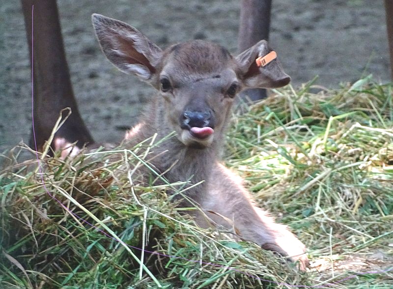 Altai-Maral-Jungtier liegt im Heu im Tierpark Berlin