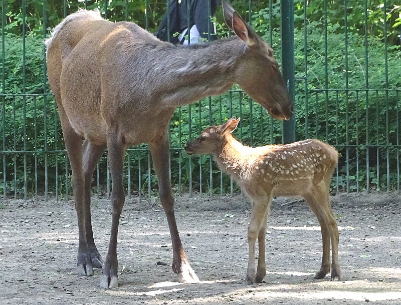 Altai-Maral mit Jungtier im Tierpark Berlin