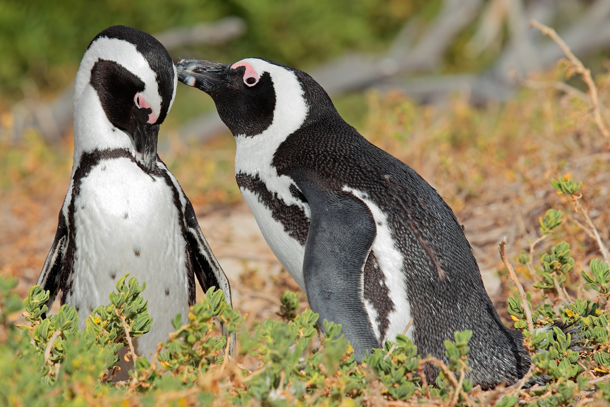 alt-"Artenschutzspende Brillenpinguine - Tierpark Berlin und Zoo Berlin"