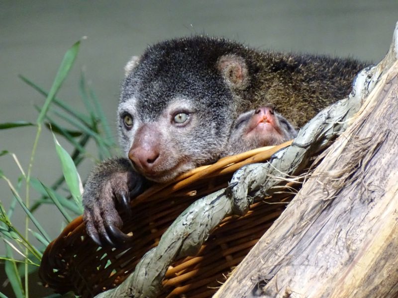 alt-"Bärenkuskus im Tierpark Berlin"