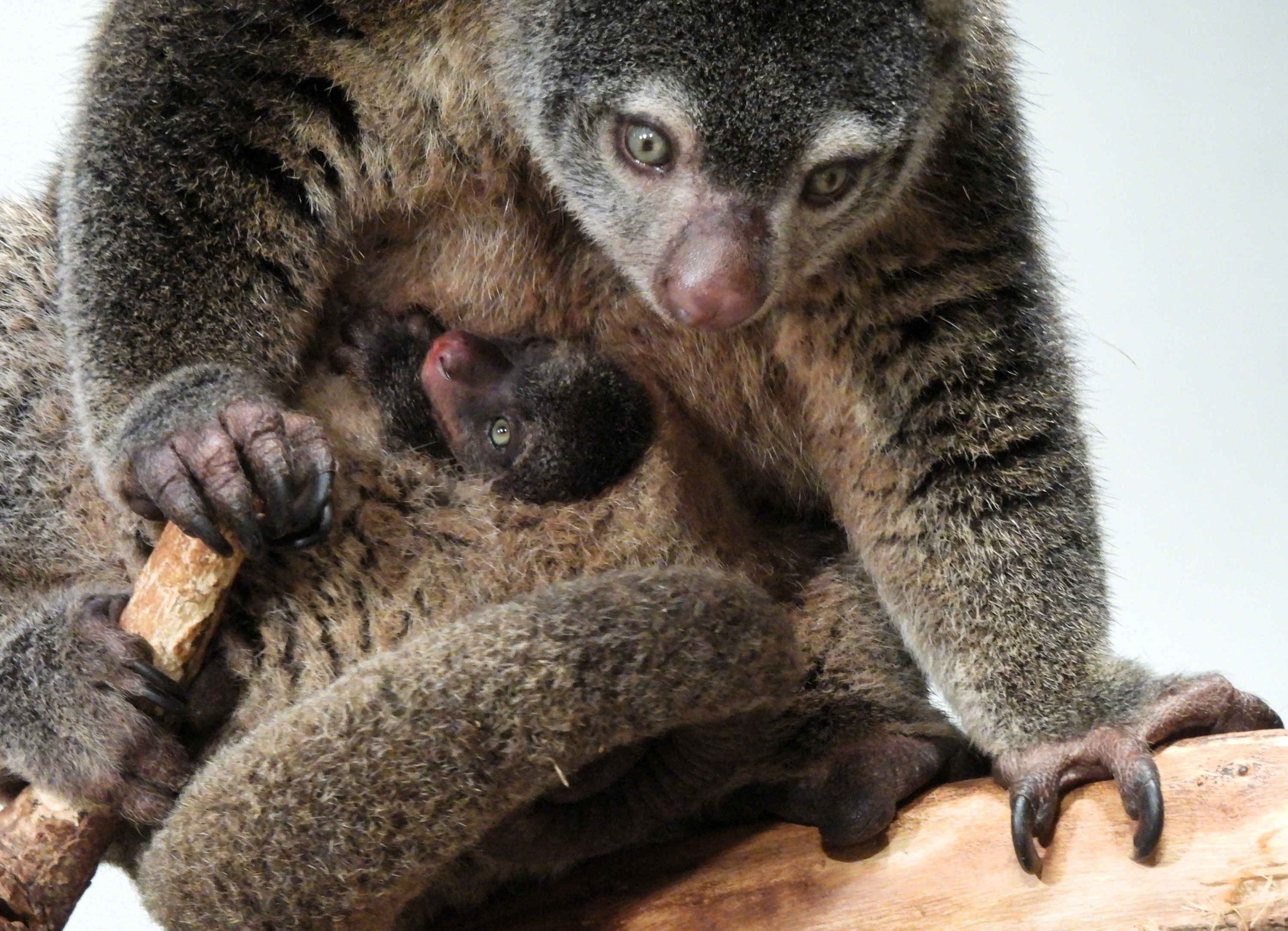 alt-"Bärenkuskus - Aktuelles Tierpark Berlin und Zoo Berlin - Freunde Hauptstadtzoos - Förderverein"