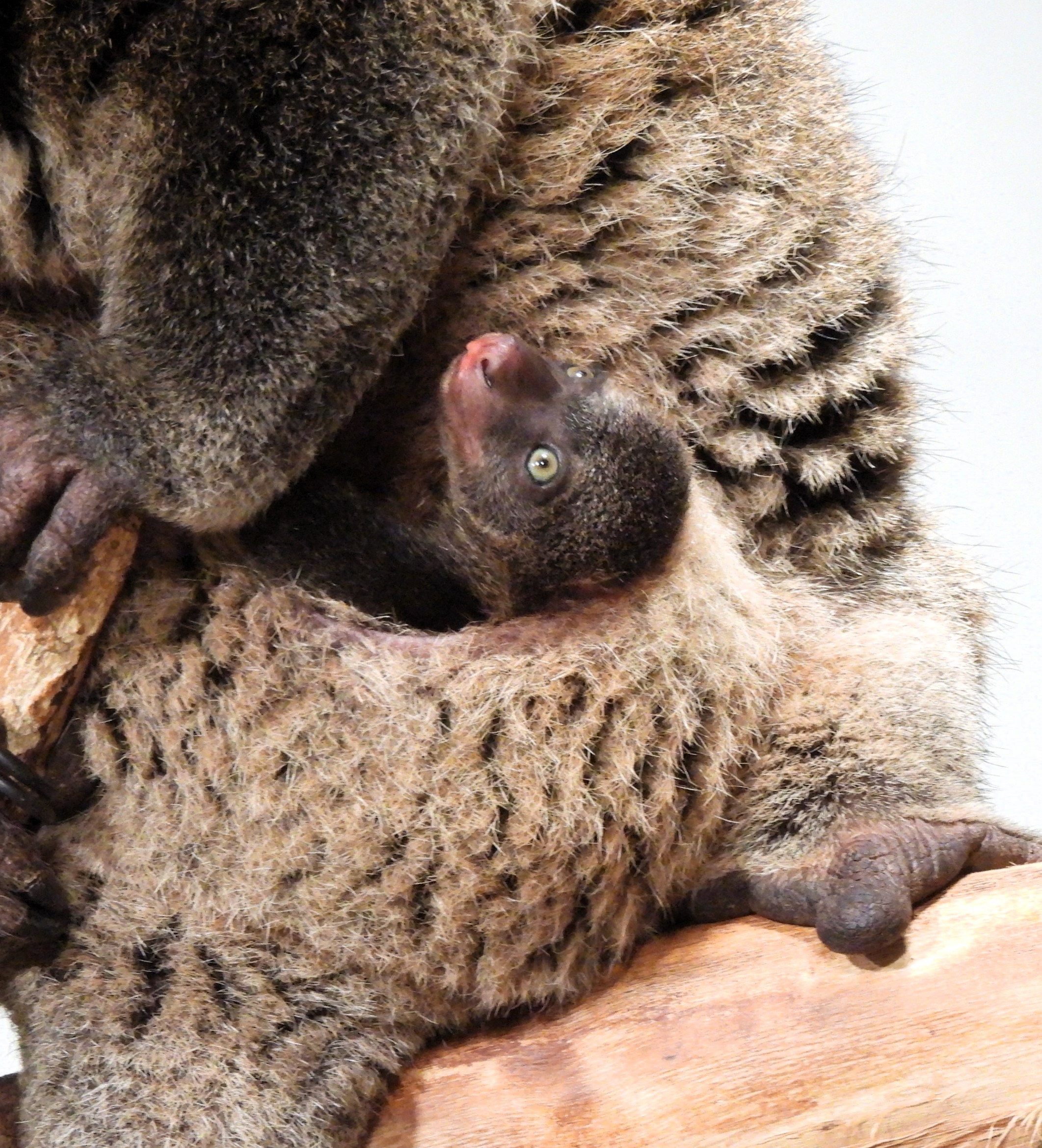 alt-"Bärenkuskus - Aktuelles Tierpark Berlin und Zoo Berlin - Freunde Hauptstadtzoos - Förderverein"