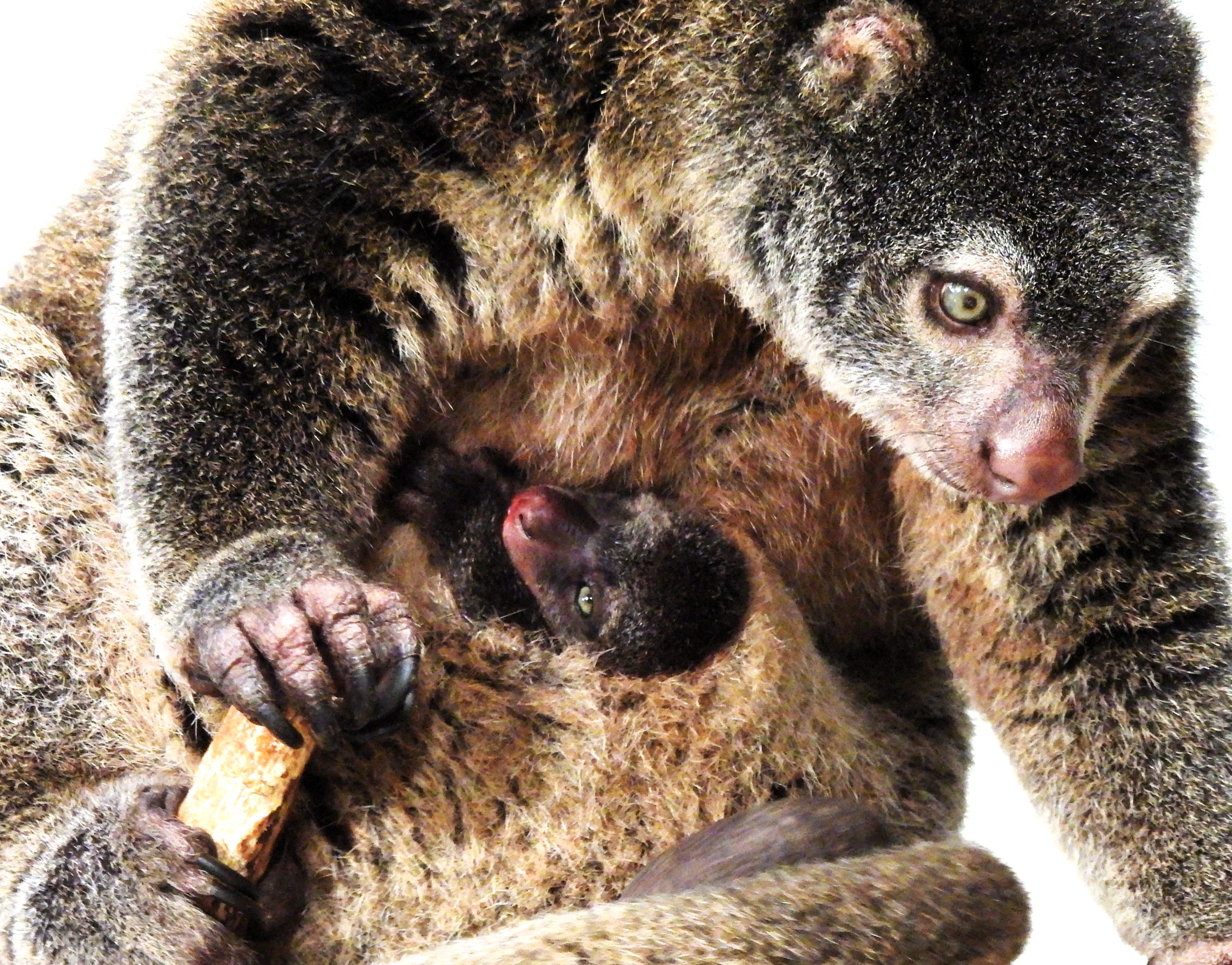 alt-"Bärenkuskus - Aktuelles Tierpark Berlin und Zoo Berlin - Freunde Hauptstadtzoos - Förderverein"