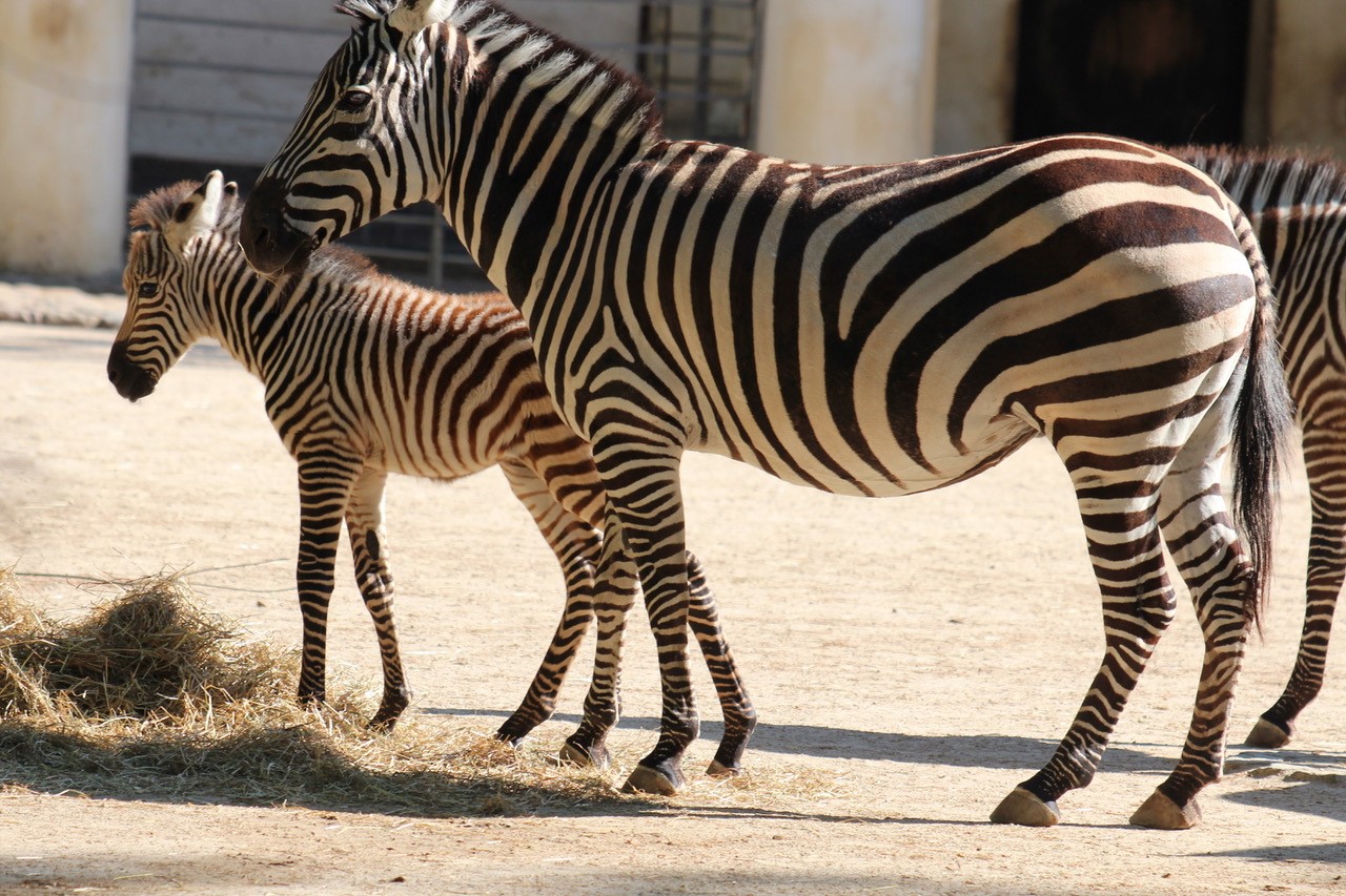 Böhm-Zebra - Jungtier - Fohlen - Zoo Berlin - Aktuelles - Freunde Hauptstadtzoos - Förderverein