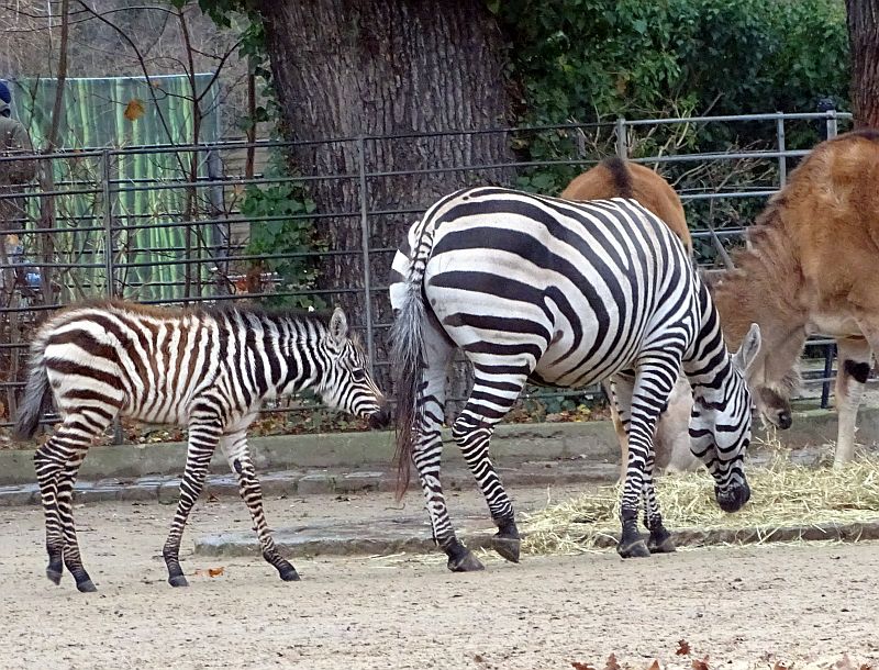Böhmzebra-Fohlen läuft hinter dem Muttertier auf der Anlage im Zoo Berlin
