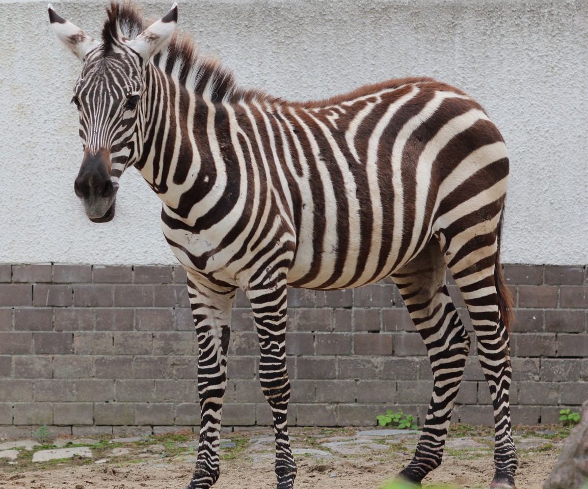 Böhmzebra - Zoo Berlin - Aktuelles - Freunde Hauptstadtzoos - Förderverein