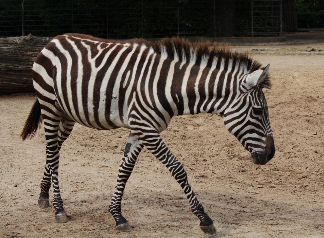 Böhmzebra - Zoo Berlin - Aktuelles - Freunde Hauptstadtzoos - Förderverein