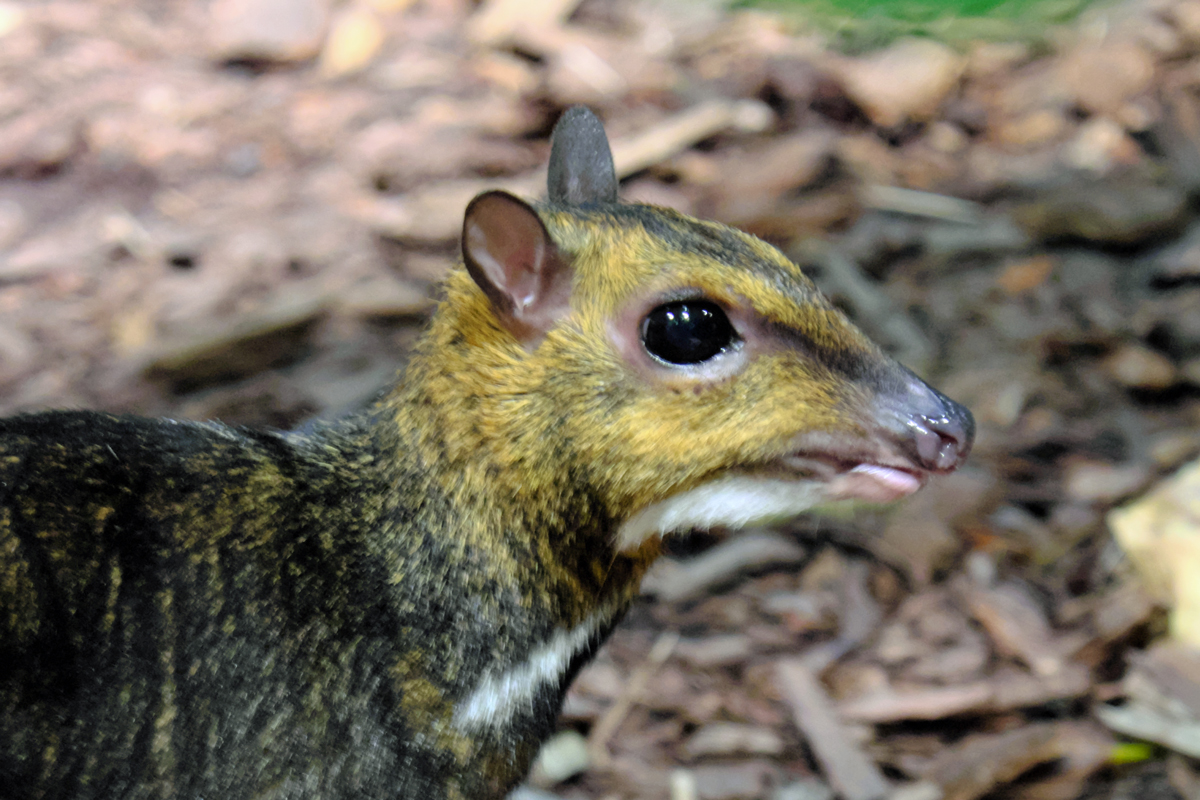 Balabac-Kantschil im Tierpark Berlin - Aktuelles aus Tierpark Berlin und Zoo Berlin - Freunde Hauptstadtzoos
