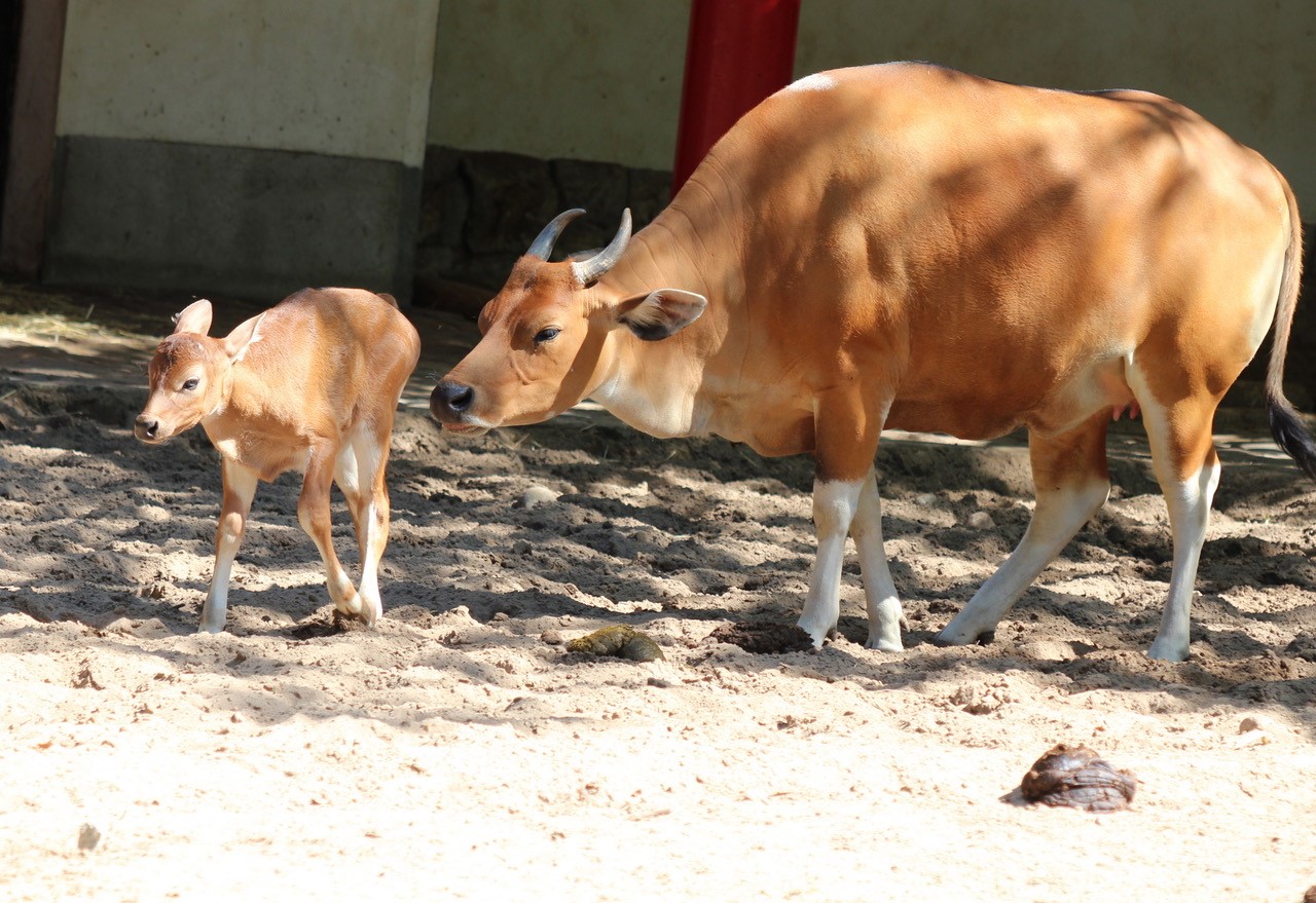 Java-Banteng - Zoo Berlin - Aktuelles - Freunde Hauptstadtzoos - Förderverein