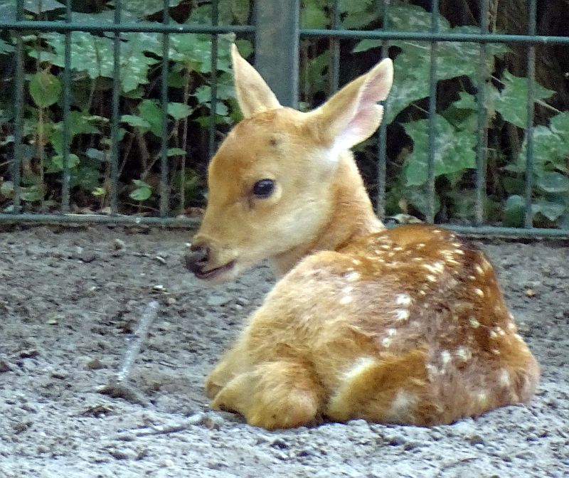 Barasingha - Tierpark Berlin - Aktuelles - Freunde Hauptstadtzoos - Förderverein