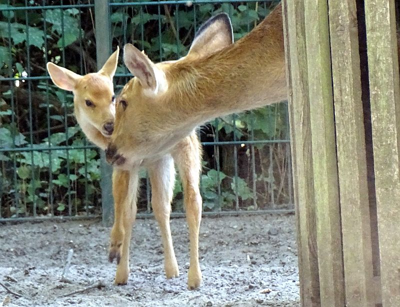 Barasingha - Tierpark Berlin - Aktuelles - Freunde Hauptstadtzoos - Förderverein