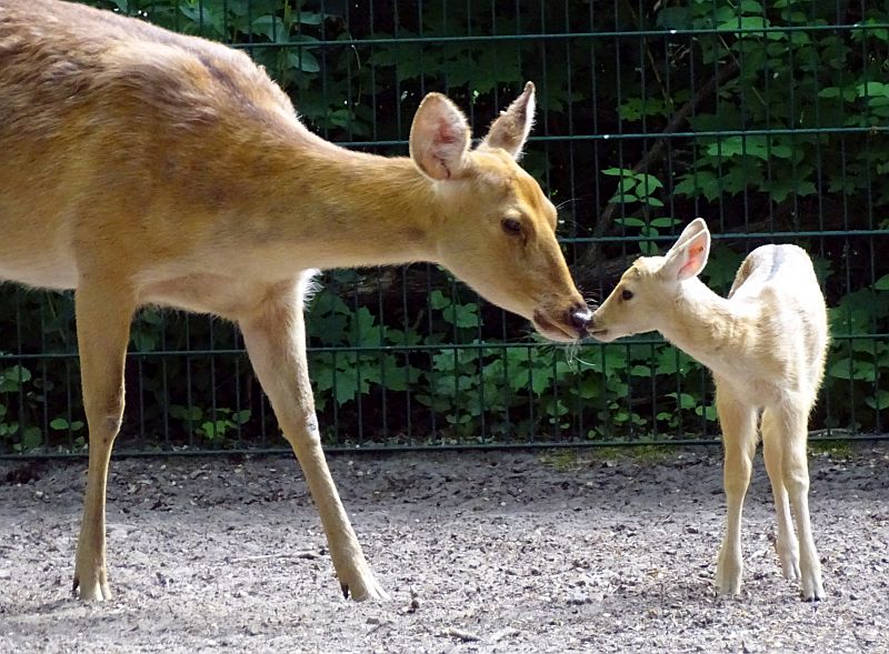 alt-"Barasingha - Aktuelles Tierpark Berlin und Zoo Berlin - Freunde Hauptstadtzoos - Förderverein"